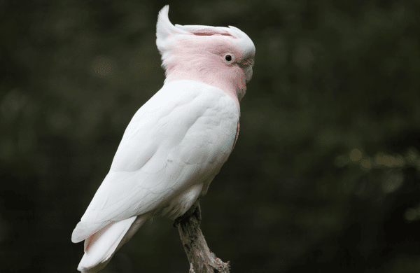 นกกระตั้วเมเจอร์มิเชล
