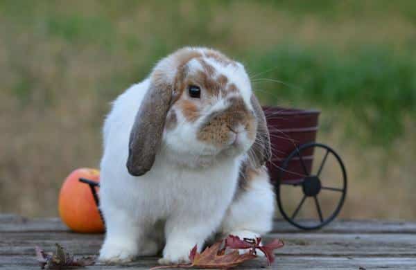 กระต่ายเฟรนลอป