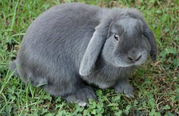 กระต่ายหูตกไมส์เนอร์ลอป