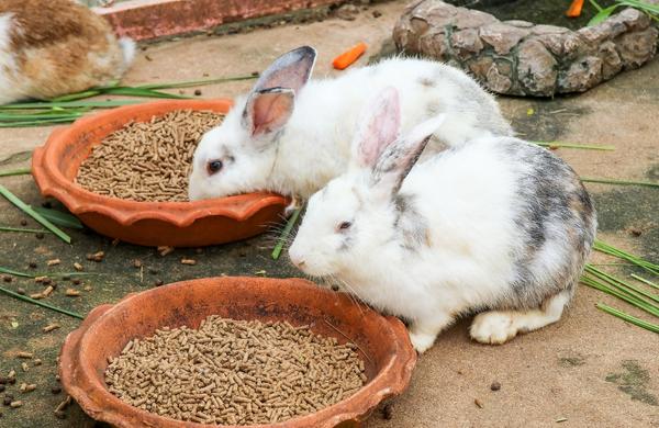 กระต่ายกินอาหารเม็ด