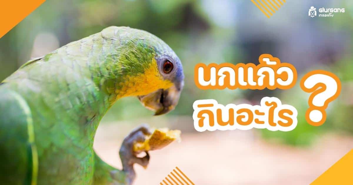 นกแก้วกินอะไรเป็นอาหาร ? รวมสิ่งที่นกกินได้