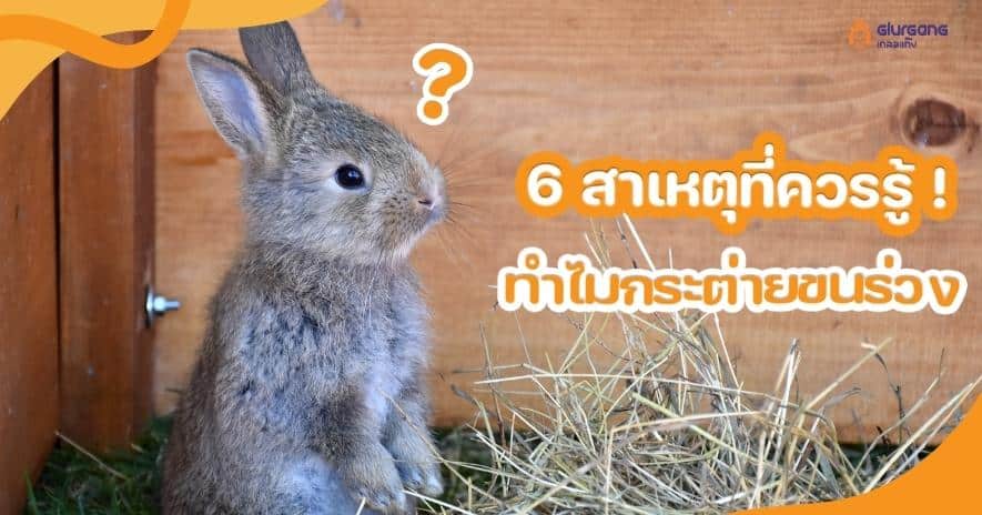 6 สาเหตุที่ควรรู้ ! ทำไมกระต่ายขนร่วง ?