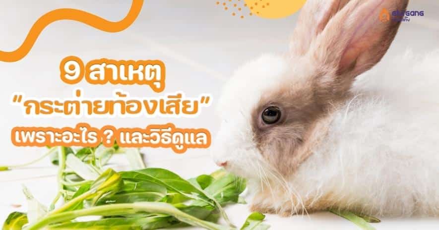 9 สาเหตุ กระต่ายท้องเสีย เพราะอะไร ? และวิธีดูแล