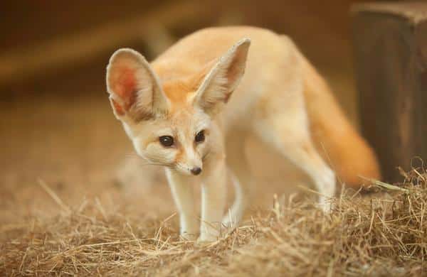 exotic pet Fennec Fox