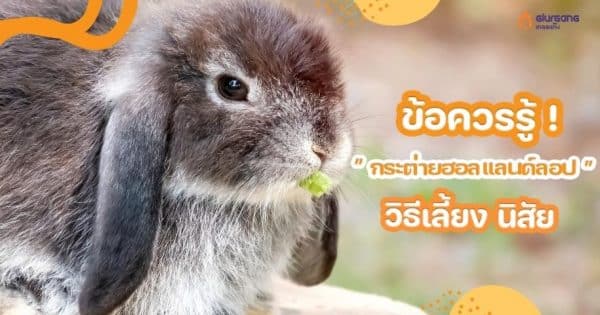 ข้อควรรู้ ! ” กระต่ายฮอลแลนด์ลอป ” วิธีเลี้ยง นิสัย ก่อนนำมาเลี้ยง