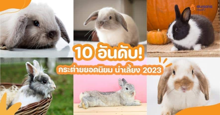 10 อันดับ ! สายพันธุ์กระต่ายยอดนิยม น่าเลี้ยง 2023