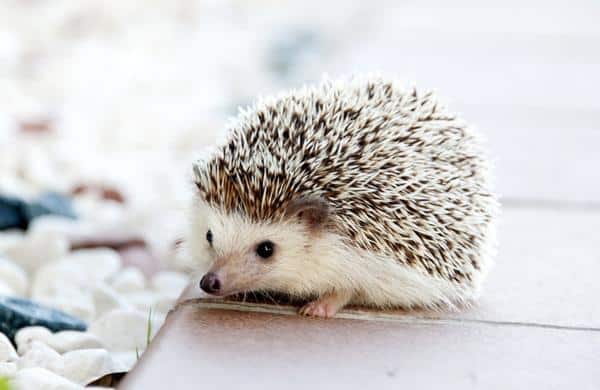 exotic pet hedgehog