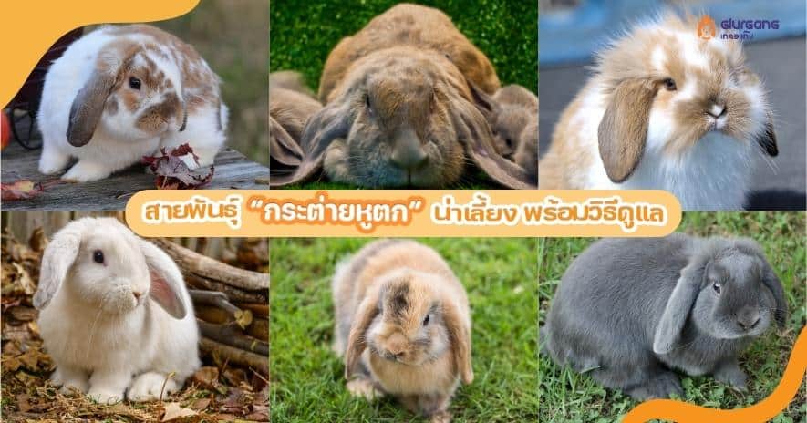 สายพันธุ์ “กระต่ายหูตก” น่าเลี้ยง พร้อมวิธีดูแล