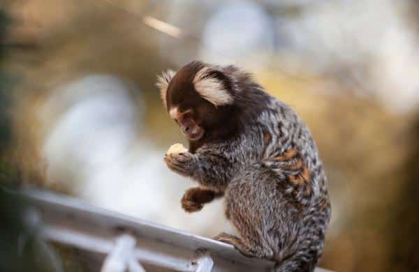 exotic pet marmoset monkey