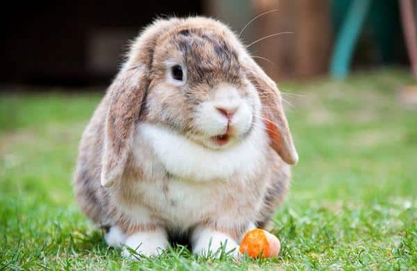 กระต่ายอ้วนมีอันตรายอย่างไร