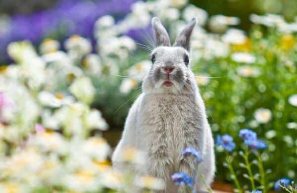 กระต่ายเลียก้นเป็นสาเหตุของความกังวลไหม