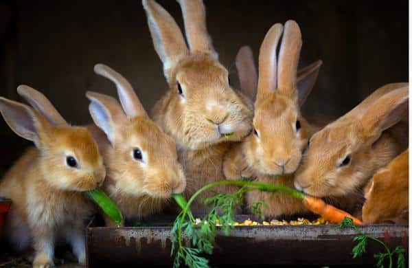 อาหารกระต่ายพันธุ์ไทย