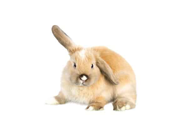 กระต่ายแต่ละช่วงวัยควรกินหญ้าแบบไหน