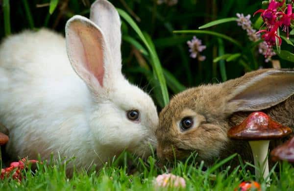 การแสดงความรักกระต่าย