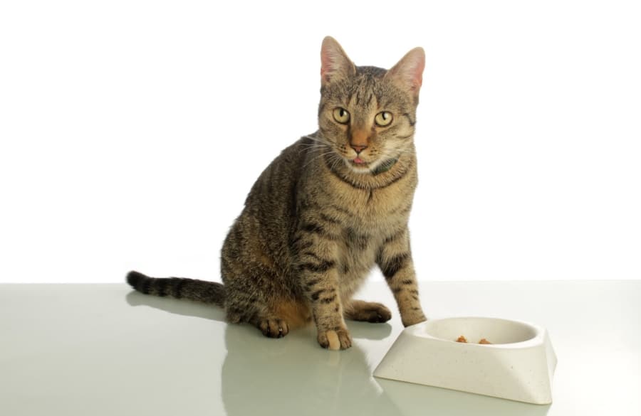 สาเหตุทั่วไปของแมวเซื่องซึมไม่กินอาหาร