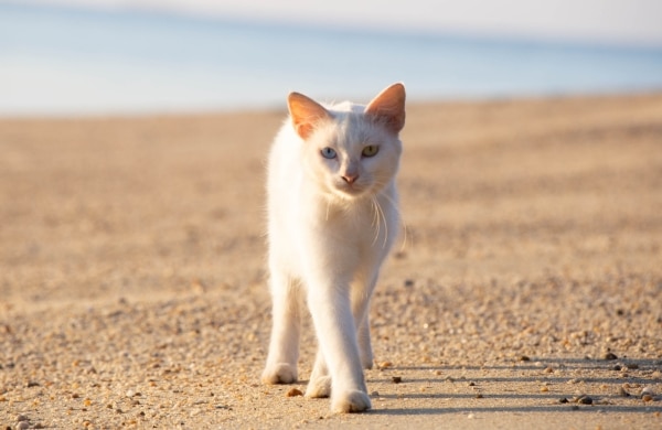 ลักษณะทางกายภาพของแมวขาวมณี