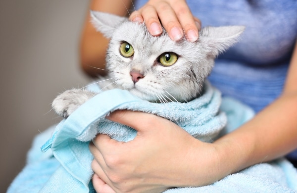 การเตรียมตัวสำหรับการอาบน้ำแมว