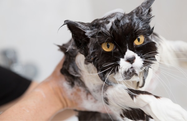 ทำไมต้องให้แมวของคุณอาบน้ำ?