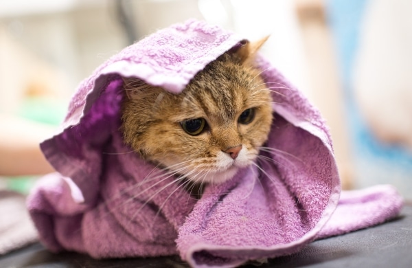 วิธีการอาบน้ำแมว