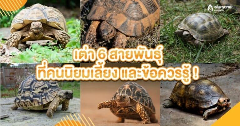 เต่า 6 สายพันธุ์ ที่คนนิยมเลี้ยง และข้อควรรู้