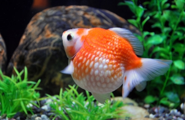 ปลาทองพันธุ์เกล็ดแก้ว (Pearl Scale Goldfish)