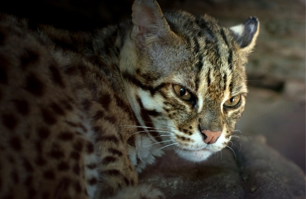 แมวป่าไทย แมวเสือดาว Leopard Cats
