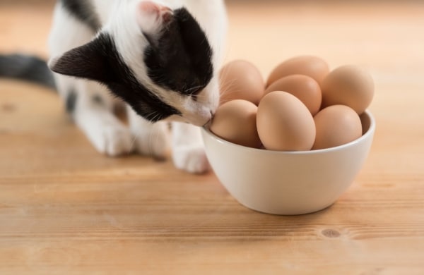 แมวสามารถกินไข่ต้มได้หรือไม่?