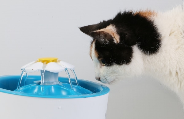 การให้น้ำแมวของคุณมีน้ำเพียงพอ