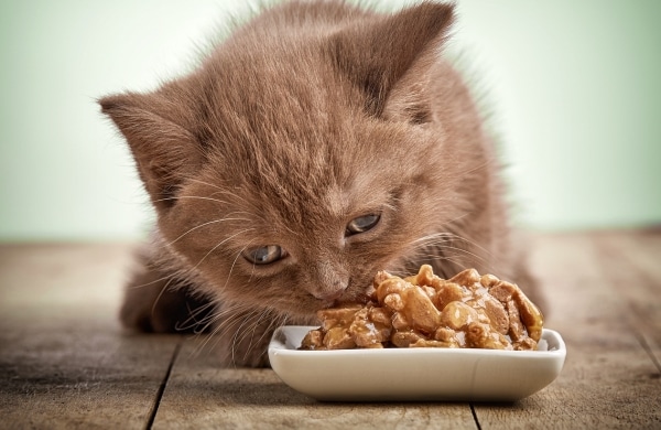 การให้อาหารแมวที่เหมาะสม
